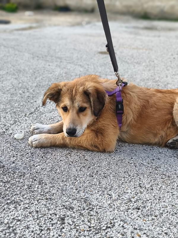 Magma cucciola timida in adozione Foto 10